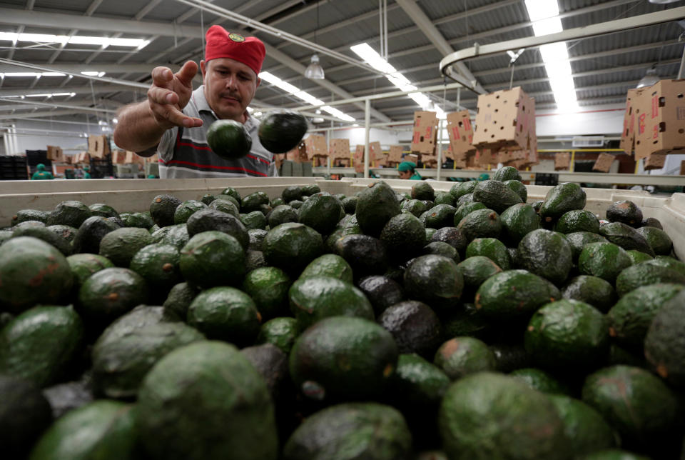 Un trabajador selecciona aguacates en una bodega empacadora en Michoacán, México. (Reuters)