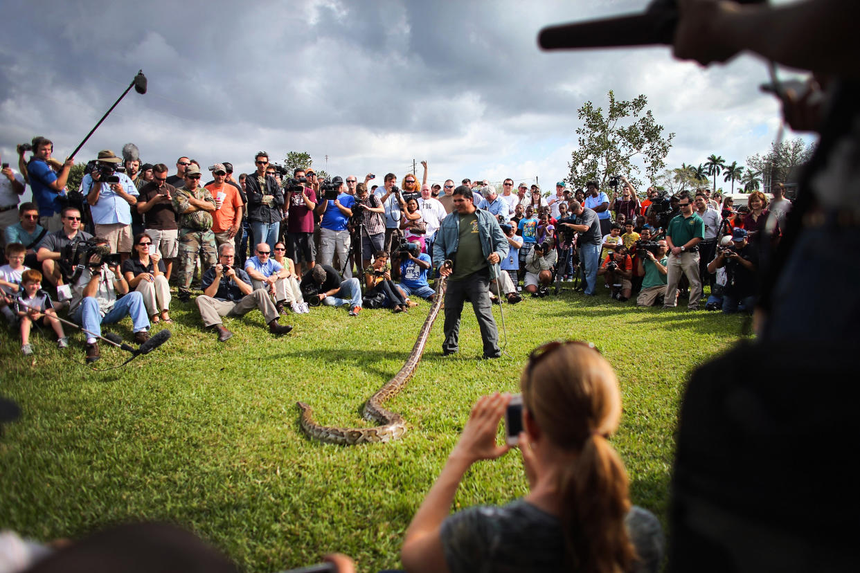 Jeff Fobb holds a Burmese python at the start of the Python Challenge on Jan. 12, 2013, in Davie, Fla. (Joe Raedle / Getty Images file)