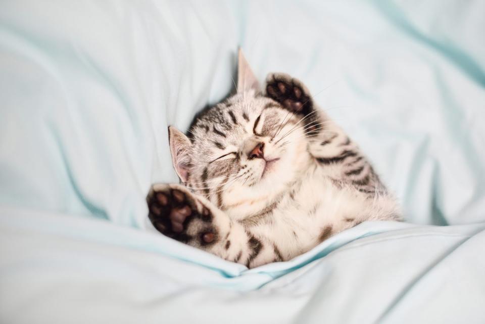 30 Cute Cat Photos You Can't Help But Smile At