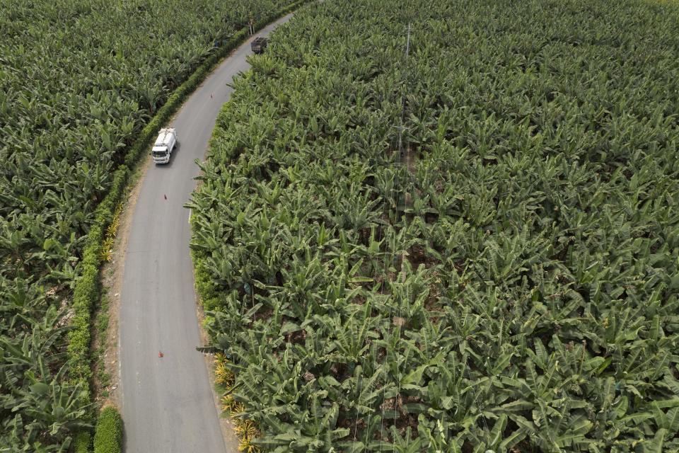 Un vehículo pasa por una carretera que atraviesa una hacienda de banano en Los Ríos, Ecuador, el martes 15 de agosto de 2023. El clima húmedo y tropical de Ecuador permite a las plantaciones cosechar banano durante todo el año y abastece al 30 % de la demanda mundial. (AP Foto/Martín Mejía)