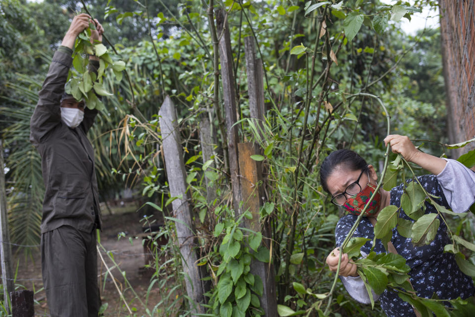 Comando Matico volunteers Isai Eliaquin Sanancino, left, and Mery Fasabi, collect the leaves of a plant known locally as matico, in the Shipibo Indigenous community of Pucallpa, in Peru’s Ucayali region, Tuesday, Sept. 1, 2020. As the new coronavirus spread quickly through Peru’s Amazon, the indigenous Shipibo community decided to turn to the wisdom of their ancestors, gathering herbs, steeping them in water and breathing in the vapors. (AP Photo/Rodrigo Abd)