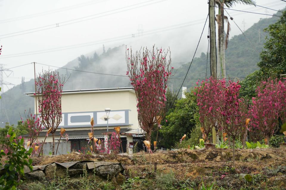 桃花園倚山而成，拍攝當日山上有點薄霧，剛好帶出桃花園的平靜和雅意。