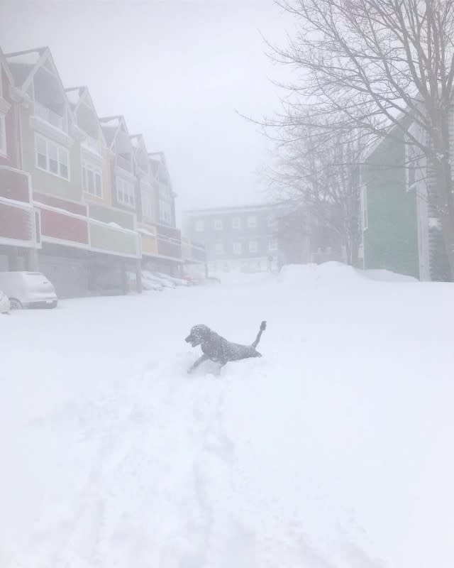 A dog is seen in a blizzard in St John's, Newfoundland and Labrador