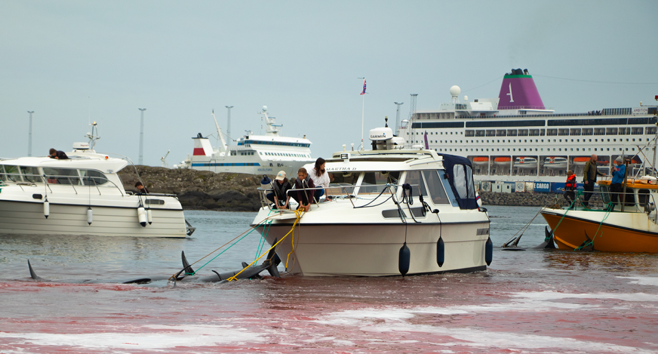 People harvesting dolphins on boats in blood red water on the Faroe Islands, with a cruise ship docked in the background. 