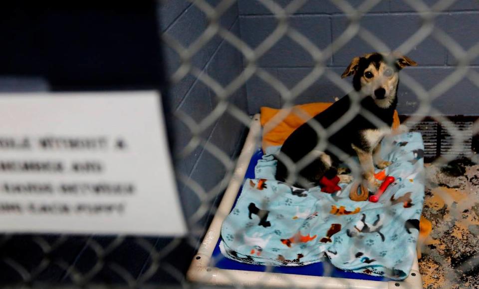A dog waiting to be adopted sits in a kennel recently at the Tri-Cities Animal Shelter and Control Services in Pasco.