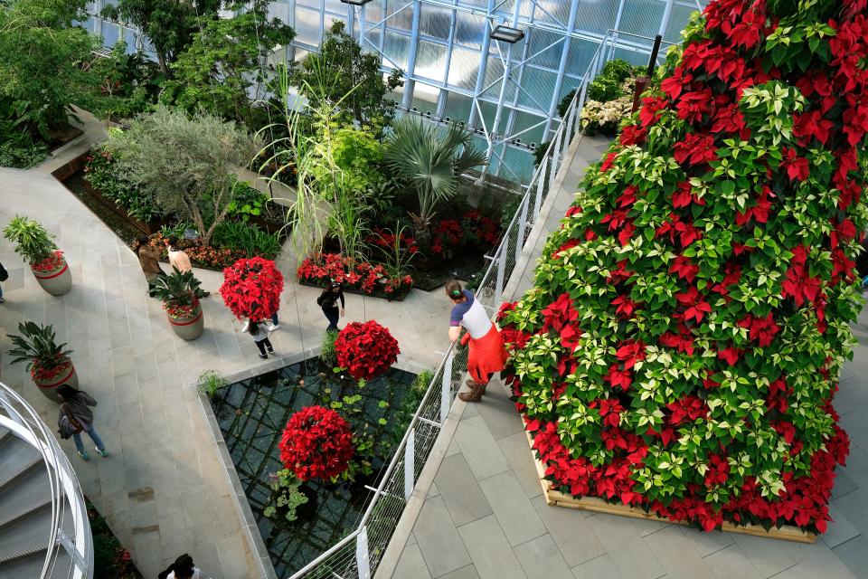 A poinsettia tree is on display Nov. 19, 2022, inside the Crystal Bridge Conservatory, pictured here during the grand reopening weekend.