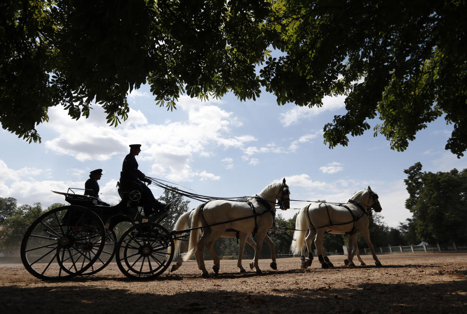 In this photo taken on Thursday, July 11, 2019, horses pull a carriage at a stud farm in Kladruby nad Labem, Czech Republic. UNESCO this month added a Czech stud farm to its World Heritage List, acknowledging the significance of a horse breeding and training tradition that has survived centuries. Founded 440 years ago to breed and train ceremonial horses to serve at the emperor’s court, the National stud farm and its surrounding landscape have kept its original purpose since. (AP Photo/Petr David Josek)