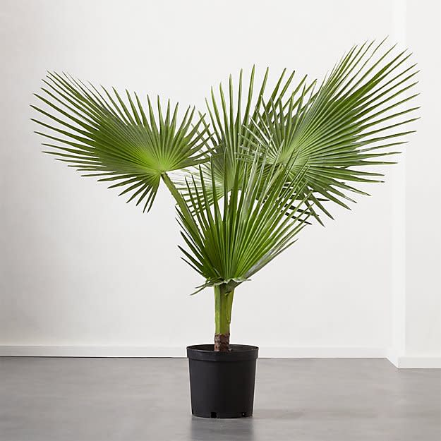 6) Faux Potted Fan Palm Tree