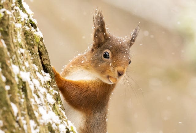 Red squirrel