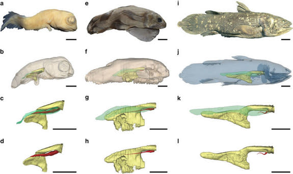 This image shows 3D reconstructions of the pulmonary complex of <i>Latimeria chalumnae</i> at different ontogenetic stages.