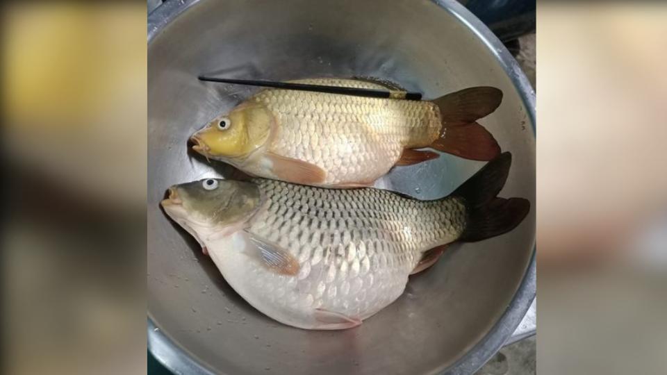 鄰居送2條魚網友詢問料理方式。（圖／翻攝自廚藝公社）