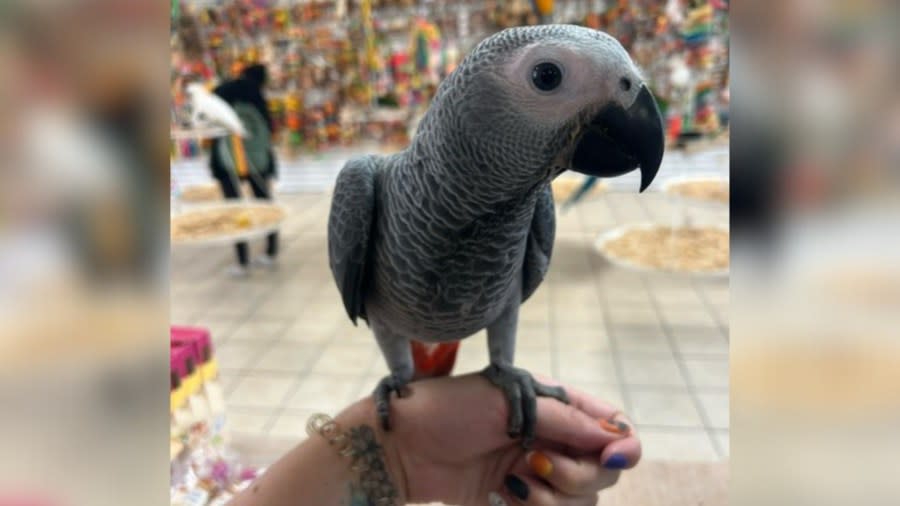 African grey parrot stolen