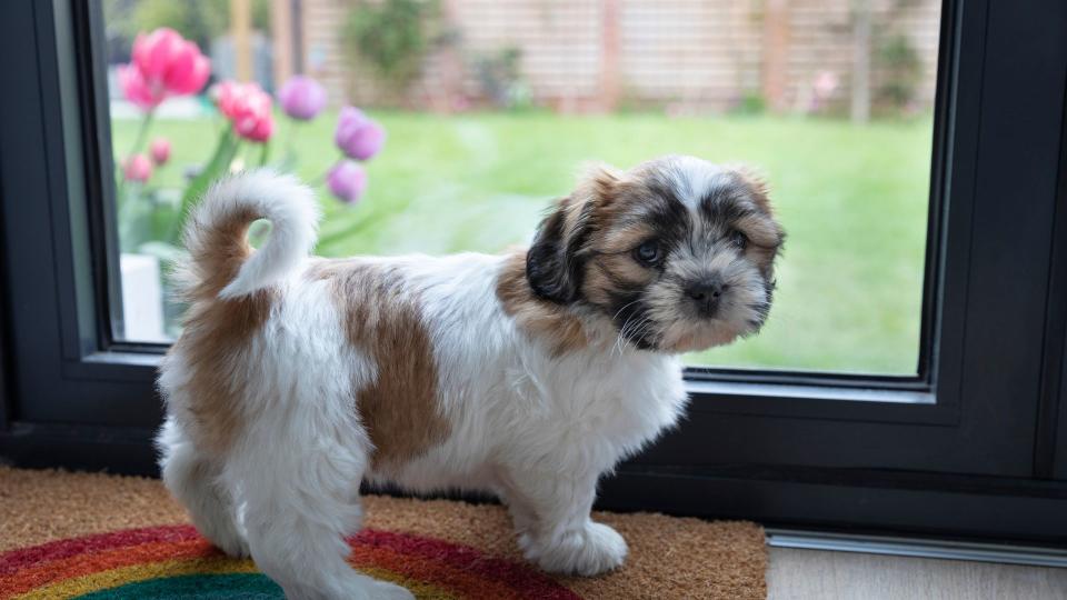 Small dog standing on mat waiting to go outside — tips for training your dog