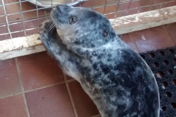 Seal pup washes up in Welsh carpark (cute pic)