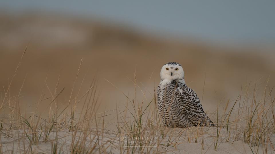 A snowy owl sits on a dune at Assateague Island, Maryland, in December 2020.