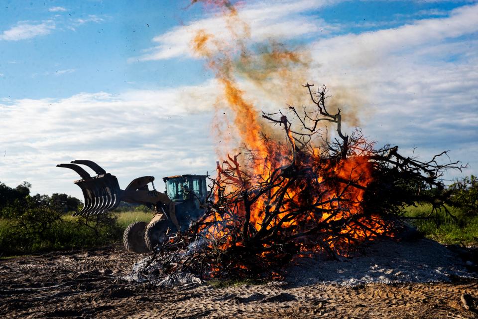 Daharam Ragoonanan, a contractor with South Florida Citrus Services burns citrus trees on an Alva property on Tuesday, June, 7, 2022. The trees have citrus greening. The disease is greatly affecting  Florida and Southwest Florida citrus growers. 