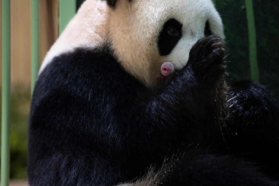 熊貓歡歡捧著初生的貓熊寶寶。圖片來源：REUTERS
