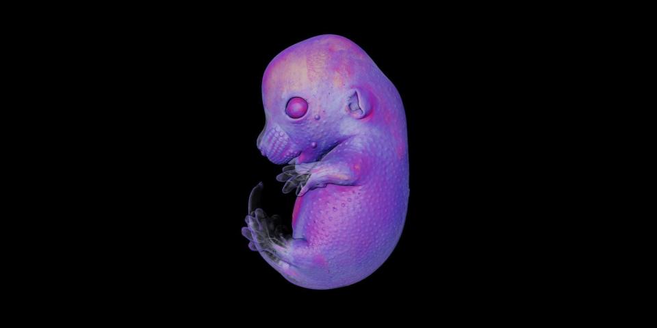 <strong>7th place.</strong> A mouse embryo imaged with 4x objective lens magnification.