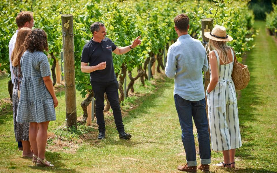 Warm weather is a boon for UK vineyards