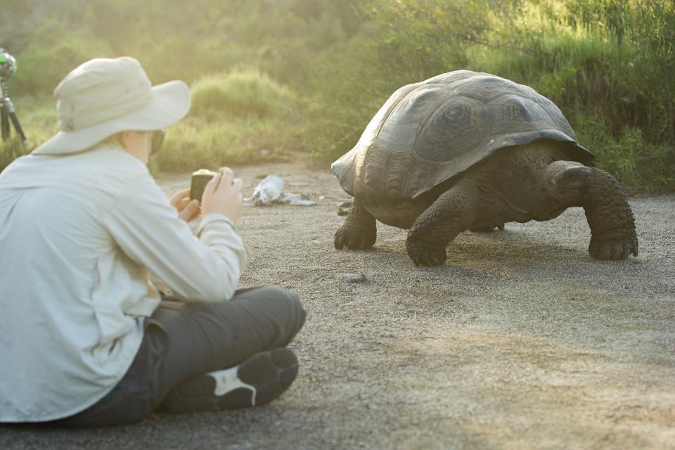 A little boy taking a photo of a giant tortoise in the Galapagos