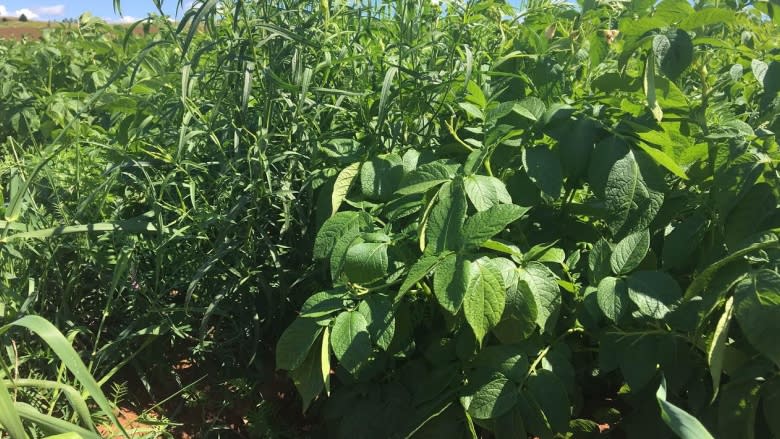 This year's potato crop promising, but more rain still needed