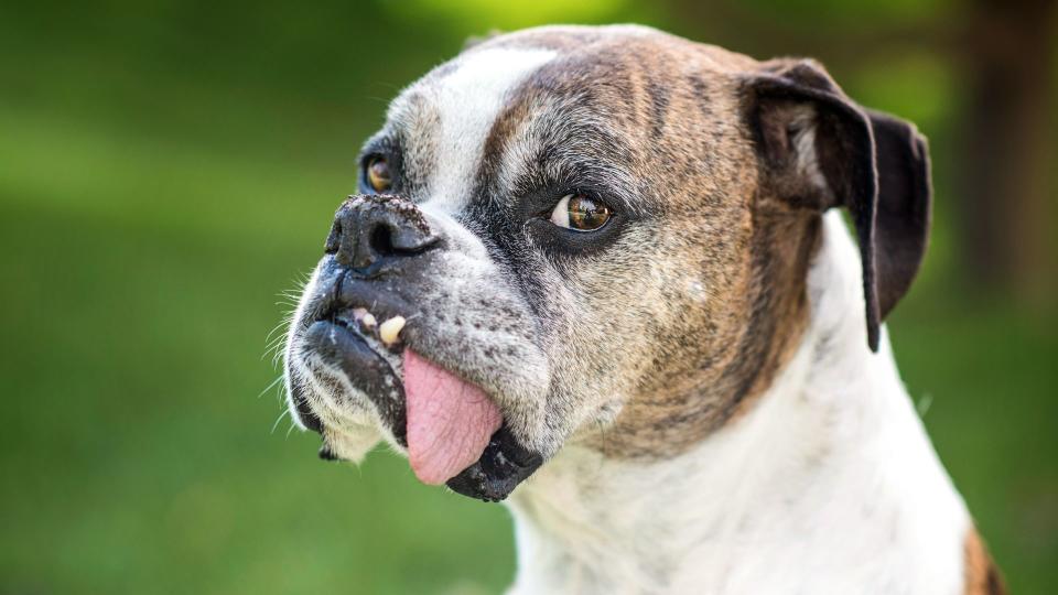 Boxer dog