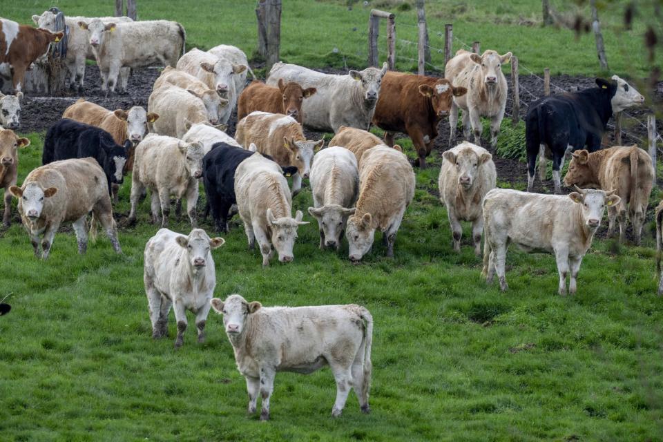 FILE - Cows stand on a meadow in Wehrheim near Frankfurt, Germany, Nov. 4, 2022. Rising methane levels in the atmosphere in 2022 again played a big part in an overall increase in the greenhouse gases that cause climate change, according to the the National Oceanic and Atmospheric Administration. (AP Photo/Michael Probst, File)