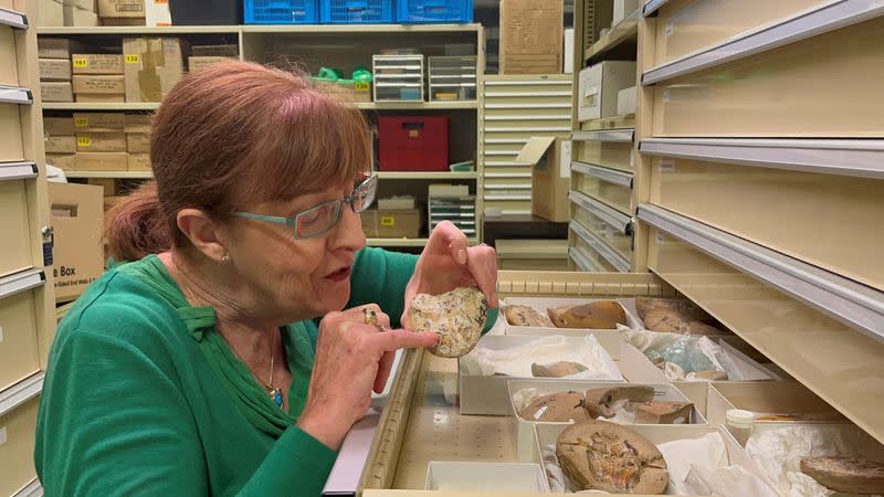 Professor Kate Trinajstic inspects fish fossils dating to 380 million years ago at the Western Australian Museum in Perth