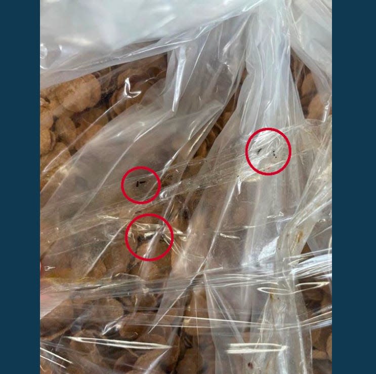 Insects were found inside and on top of bags of cereal at FCI Tallahassee.