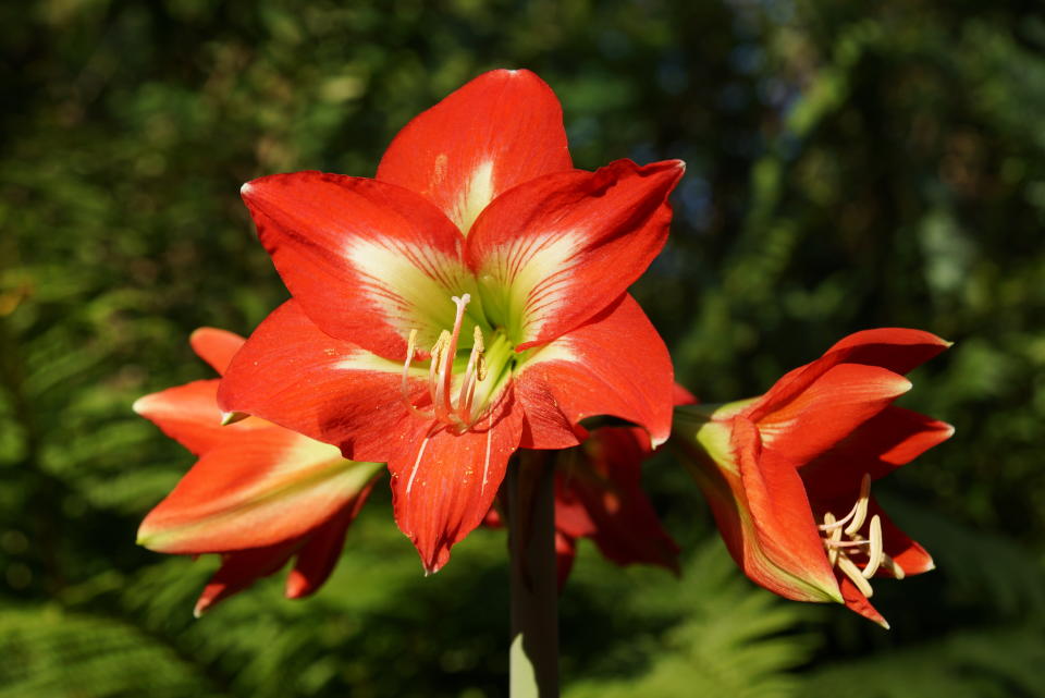 5. Amaryllis