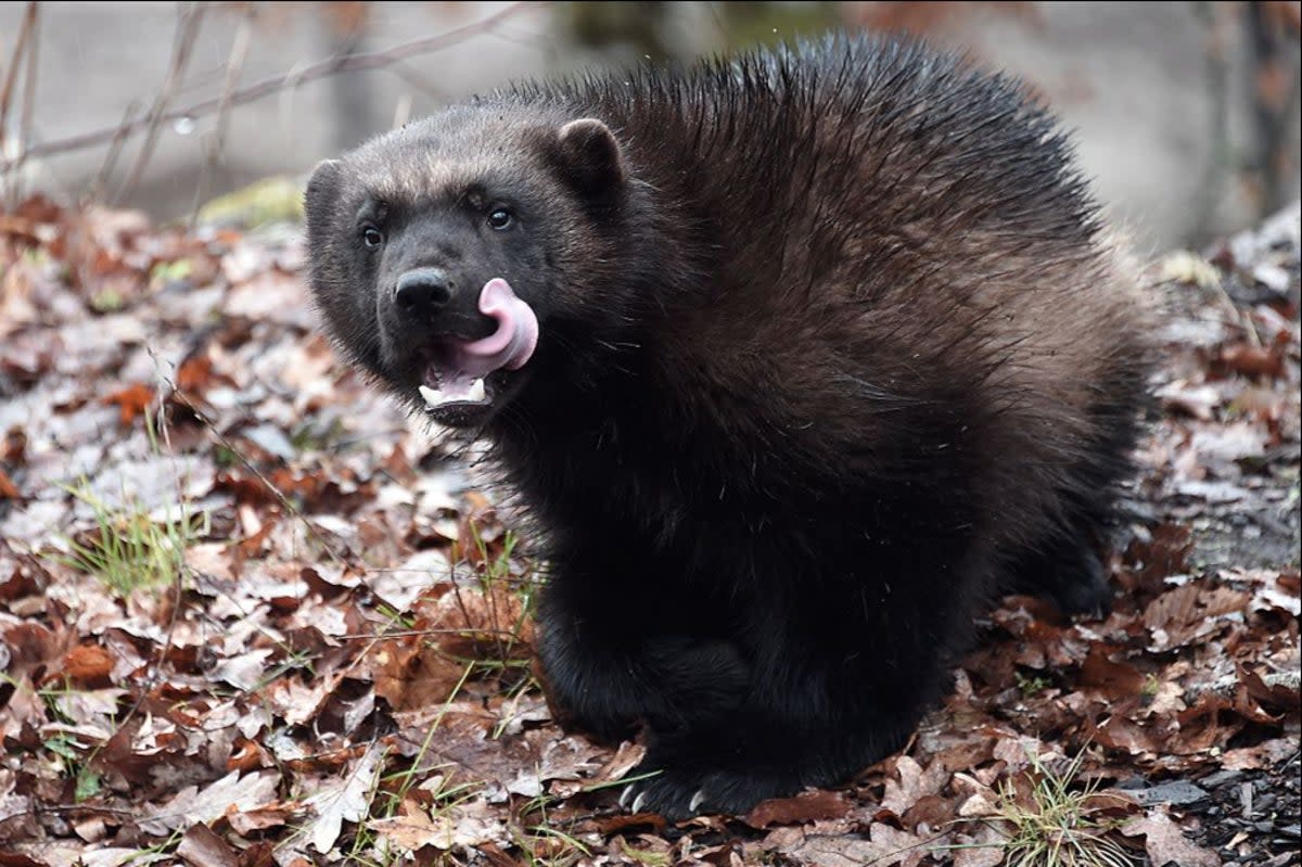 A wolverine pictured in eastern France (AFP via Getty Images)