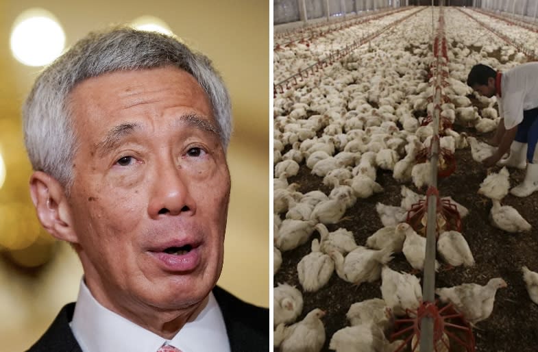 Singapore Prime Minister Lee Hsien Loong and a chicken farm in Johor, Malaysia. (PHOTOS: Reuters)