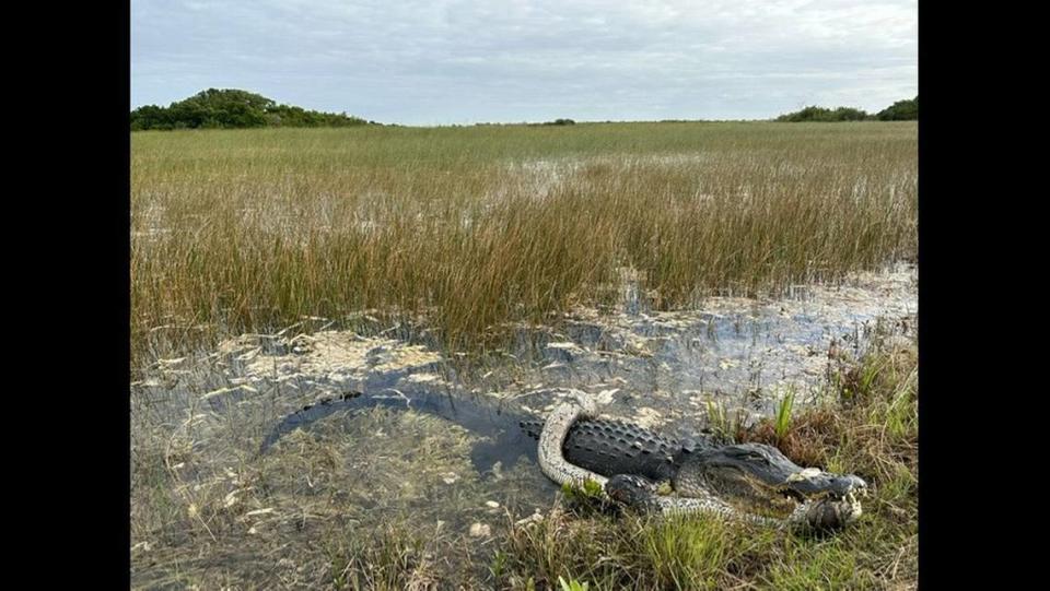 La fotógrafa de la vida silvestre Alison Joslyn recorría en bicicleta el Parque Nacional de los Everglades, cuando vio a un enorme cocodrilo tratando de tragarse una pitón.