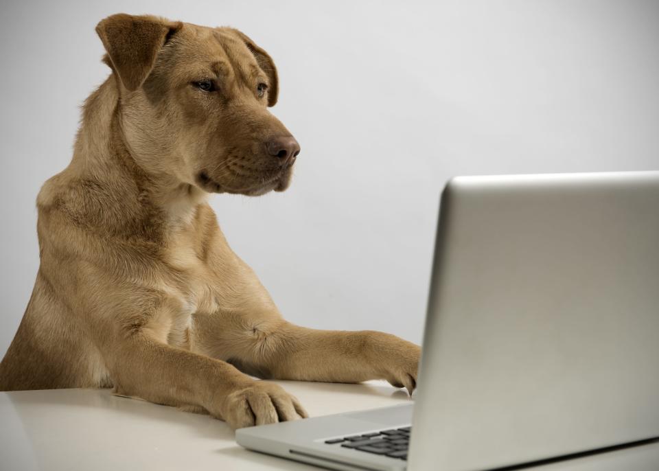 Throw in some dog-friendly entertainment with your binge-watching efforts.