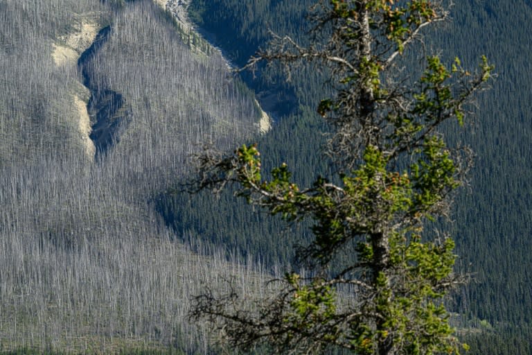 Unos árboles quemados cerca del río Saskatchewan, que discurre entre los Parques Nacionales de Banff y Jasper, en Alberta, Canadá, en una imagen del 9 de septiembre de 2022 (Ed Jones)