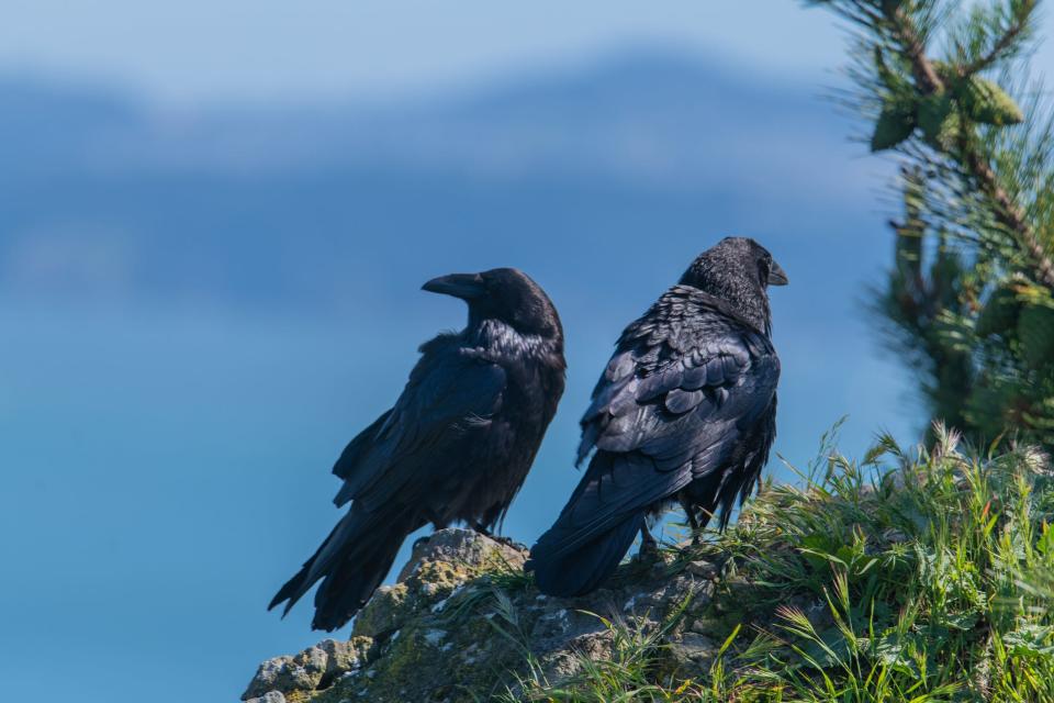 Crows