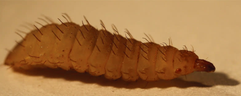 A single<span> black soldier fly larva.</span> Source: Royal Society Publishing