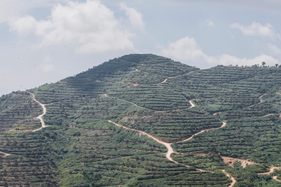 An aerial view of the 1,000-acre durian farm by Royal Pahang Durian Group in Raub. 