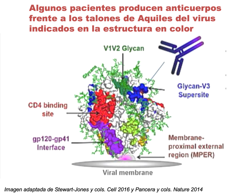 Anticuerpos frente a los puntos débiles del VIH. Imagen adaptada de Stewart-Jones y cols. Cell 2016 y Pancera y cols. Nature 2014.