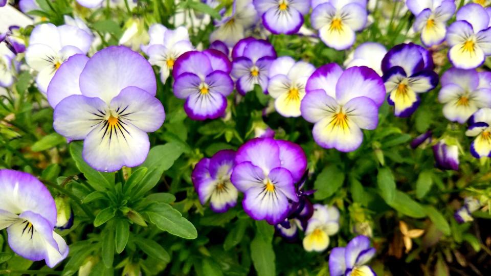 close up of purple flowers blooming outdoors