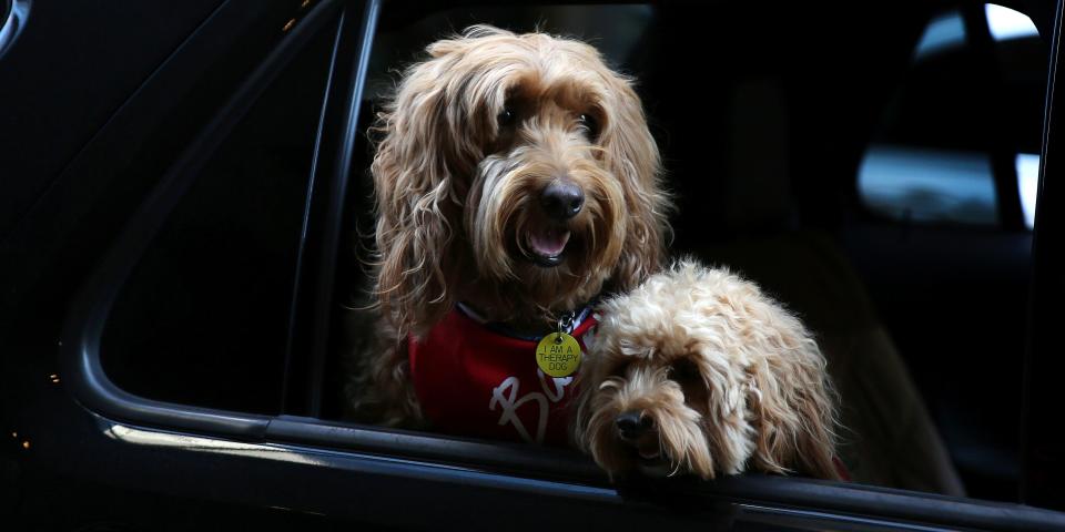 labradoodle labradoodles brian harrison HHS