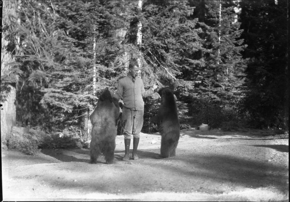 A park ranger feeds bears in Sequoia National Park on an unknown date.