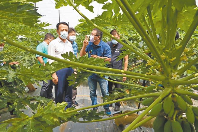 嘉義縣長翁章梁（左）21日到水上鄉悠沃農場參觀農場運作情形。（張亦惠攝）