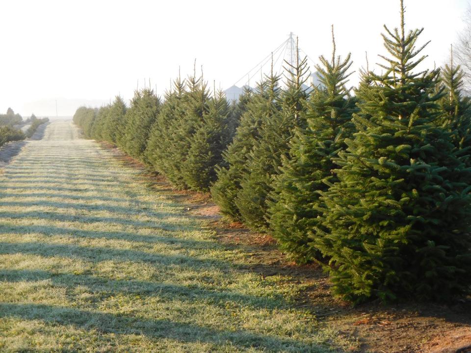 Ohio: Manners Tree Farm