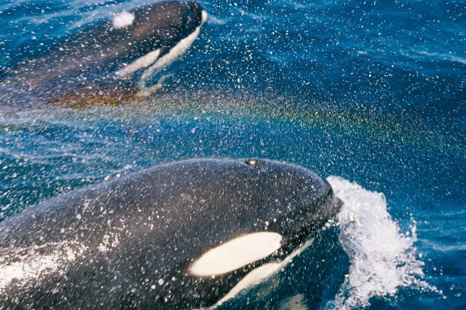 Two orcas swimming in the water with a rainbow in between them.