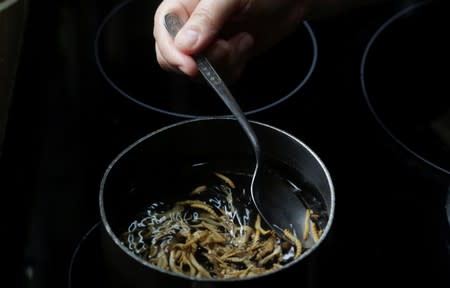 Gabriela Soto cooks cricket larvae, as her husband biologist Federico Paniagua promoting the ingestion of a wide variety of insects, as a low-cost and nutrient-rich food in Grecia