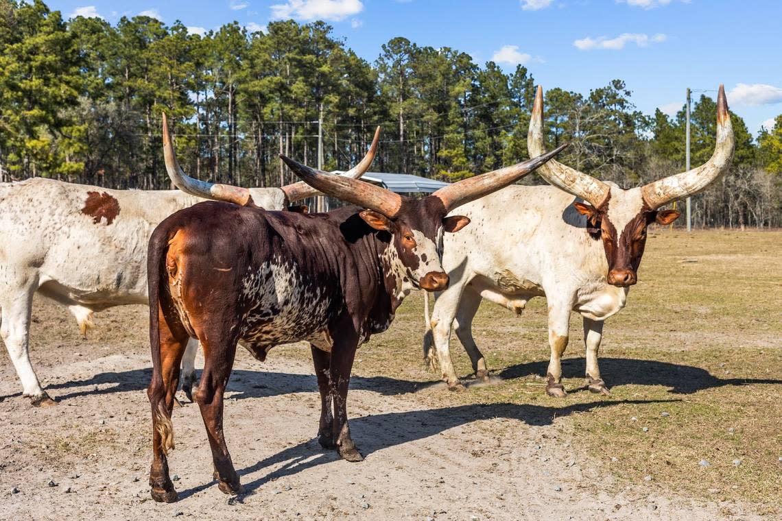 Animals at Aloha Safari Zoo at 159 Mini Lane in Cameron, NC. National Land Realty