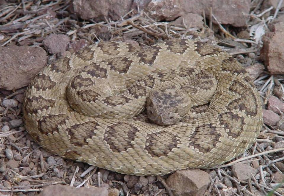 Western rattlesnake