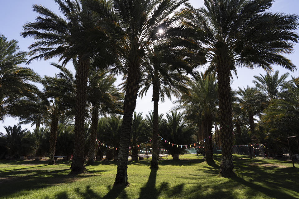 Date palm trees are decorated for an event at a date palm ranch owned by Claudia Lua Alvarado in Coachella, Calif., Tuesday, June 11, 2024. In Southern California's Coachella Valley, small date palm ranch owners have been petitioning for permission to host special events ranging from quinceañeras to weddings on their properties. (AP Photo/Jae C. Hong)