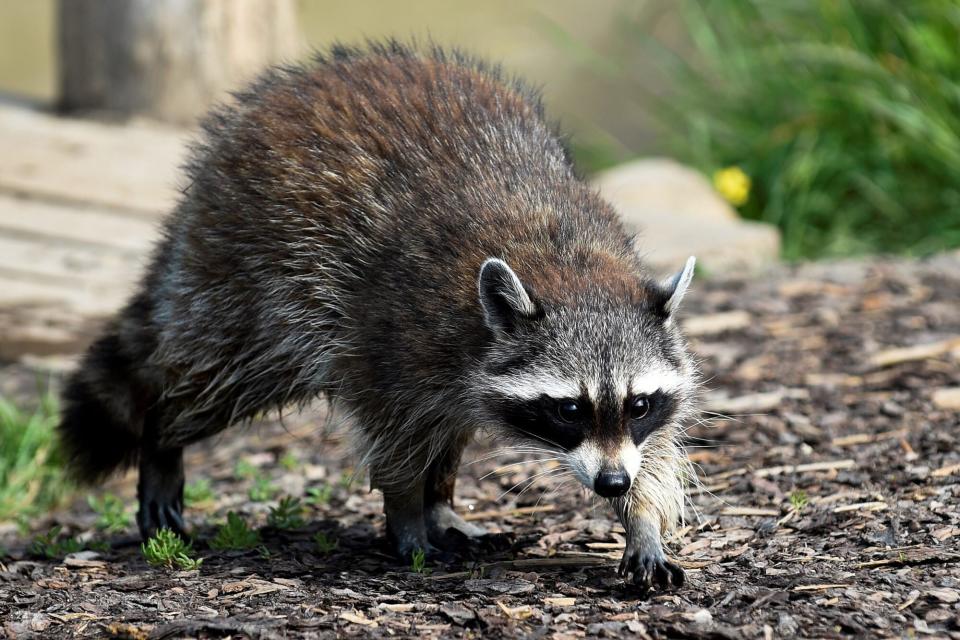 A racoon walks in its enclosure at the animal park of Sainte-Croix, in Rhodes, eastern France, on May 28, 2020. (Photo by JEAN-CHRISTOPHE VERHAEGEN / AFP) (Photo by JEAN-CHRISTOPHE VERHAEGEN/AFP via Getty Images)